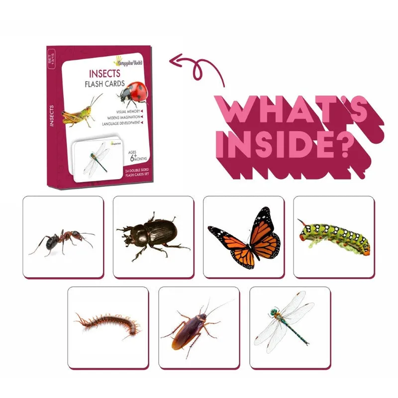 Insects Flash Cards