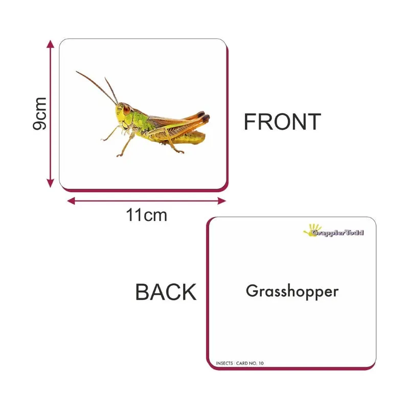 Insects Flash Cards